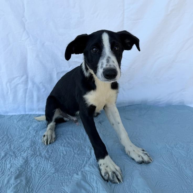 Enlarge Wormtail, a Adoptable mixed breed in Carencro, LA image 1/5