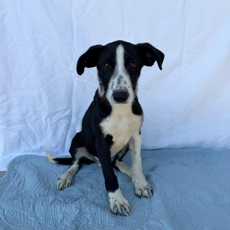 Enlarge Wormtail, a Adoptable mixed breed in Carencro, LA image 2/5