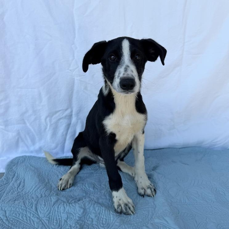 Enlarge Wormtail, a Adoptable mixed breed in Carencro, LA image 3/5