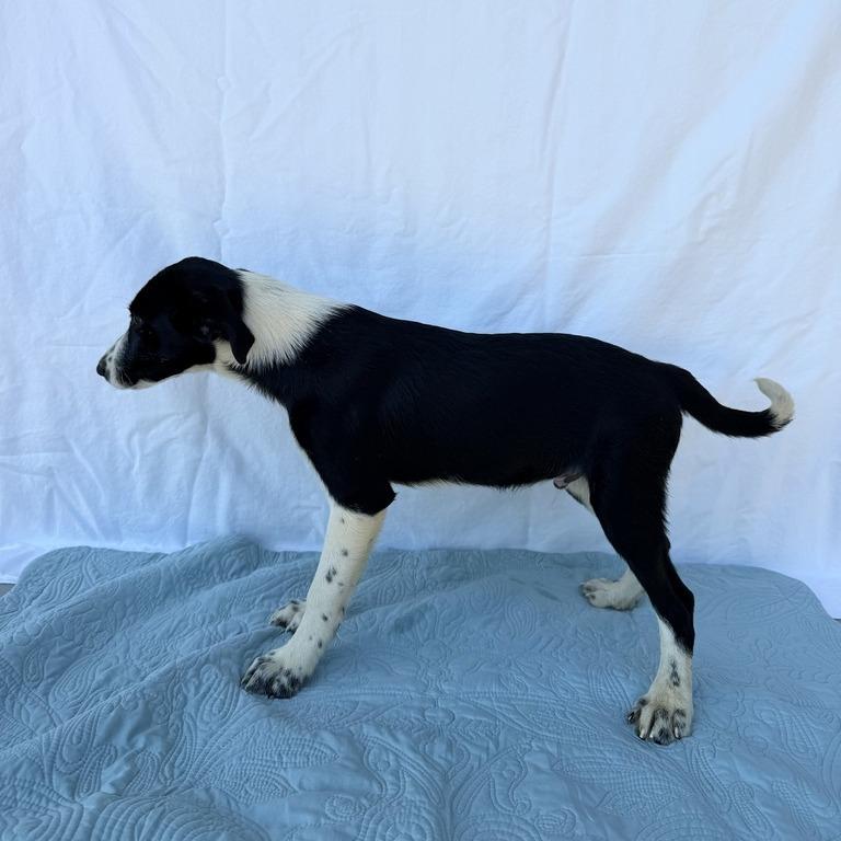 Enlarge Wormtail, a Adoptable mixed breed in Carencro, LA image 4/5