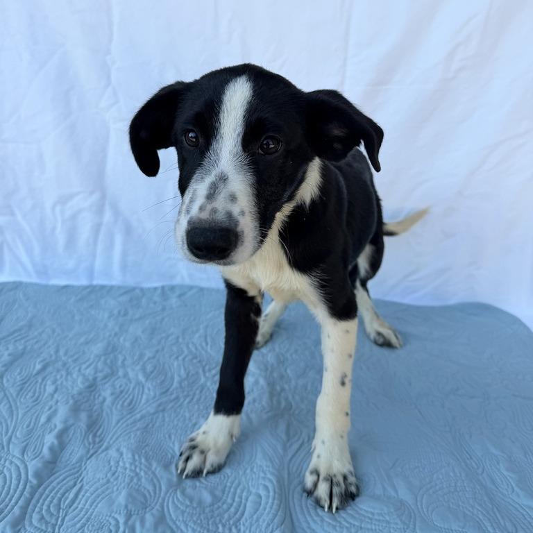 Enlarge Wormtail, a Adoptable mixed breed in Carencro, LA image 5/5