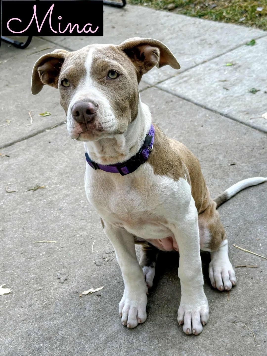 Mina (in a FOSTER home), Adoptable, Puppy Female Pit Bull Terrier & Mixed Breed.