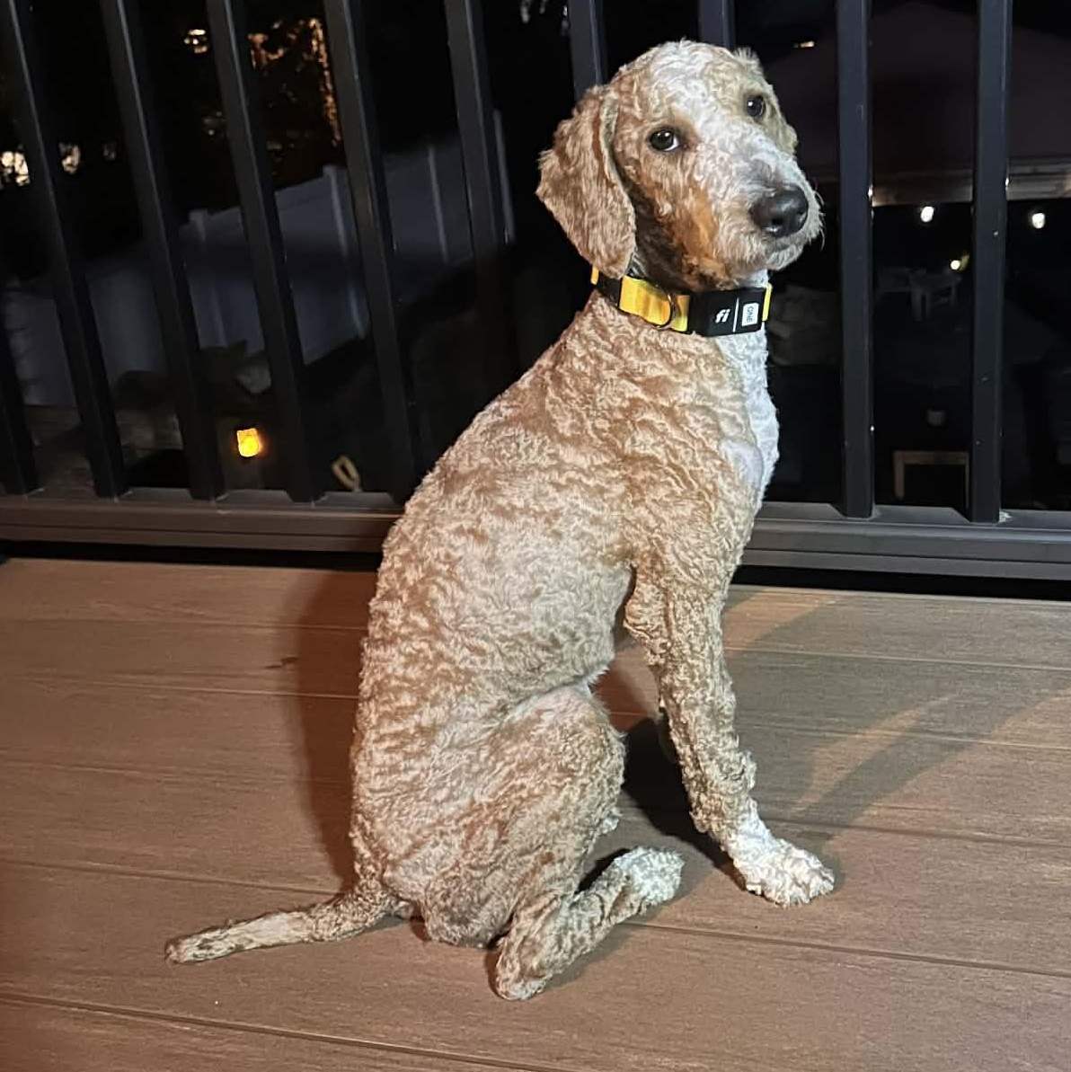 Enlarge Grover, an adopted Poodle in Rochester, NY image 4/6