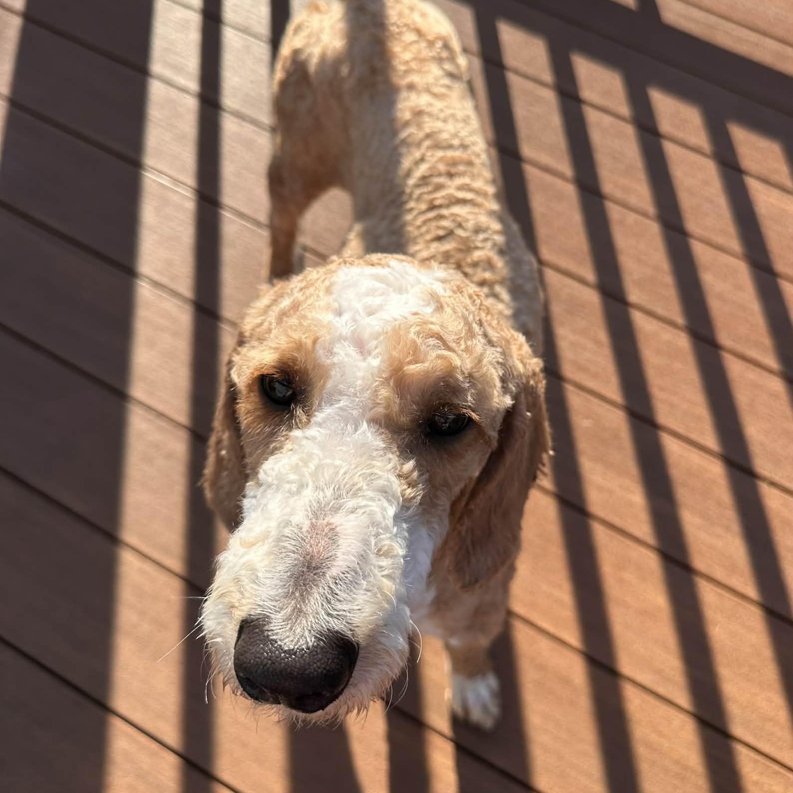 Enlarge Grover, an adopted Poodle in Rochester, NY image 5/6