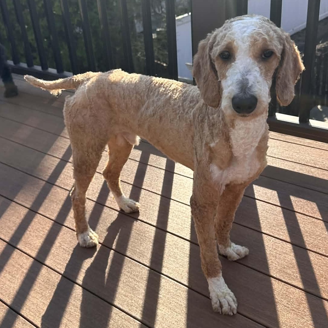 Enlarge Grover, an adopted Poodle in Rochester, NY image 6/6