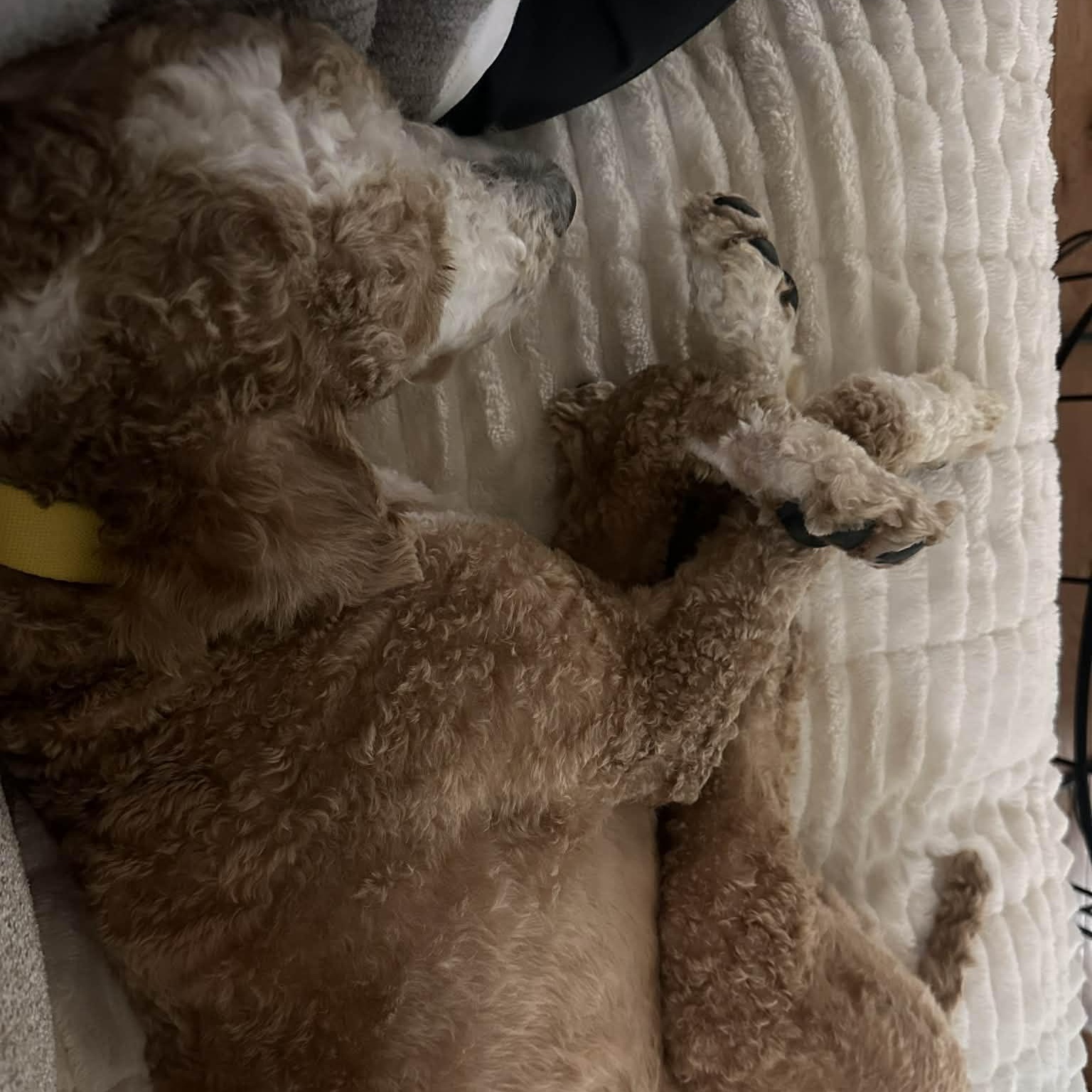 Enlarge Grover, an adopted Poodle in Rochester, NY image 3/6