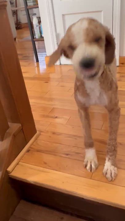 Enlarge Grover, an adopted Poodle in Rochester, NY video 2/6