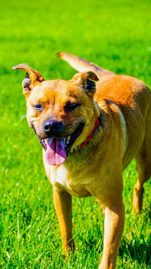 Enlarge Stormy, a Adoptable Mixed Breed in Kenton, OH image 1/1