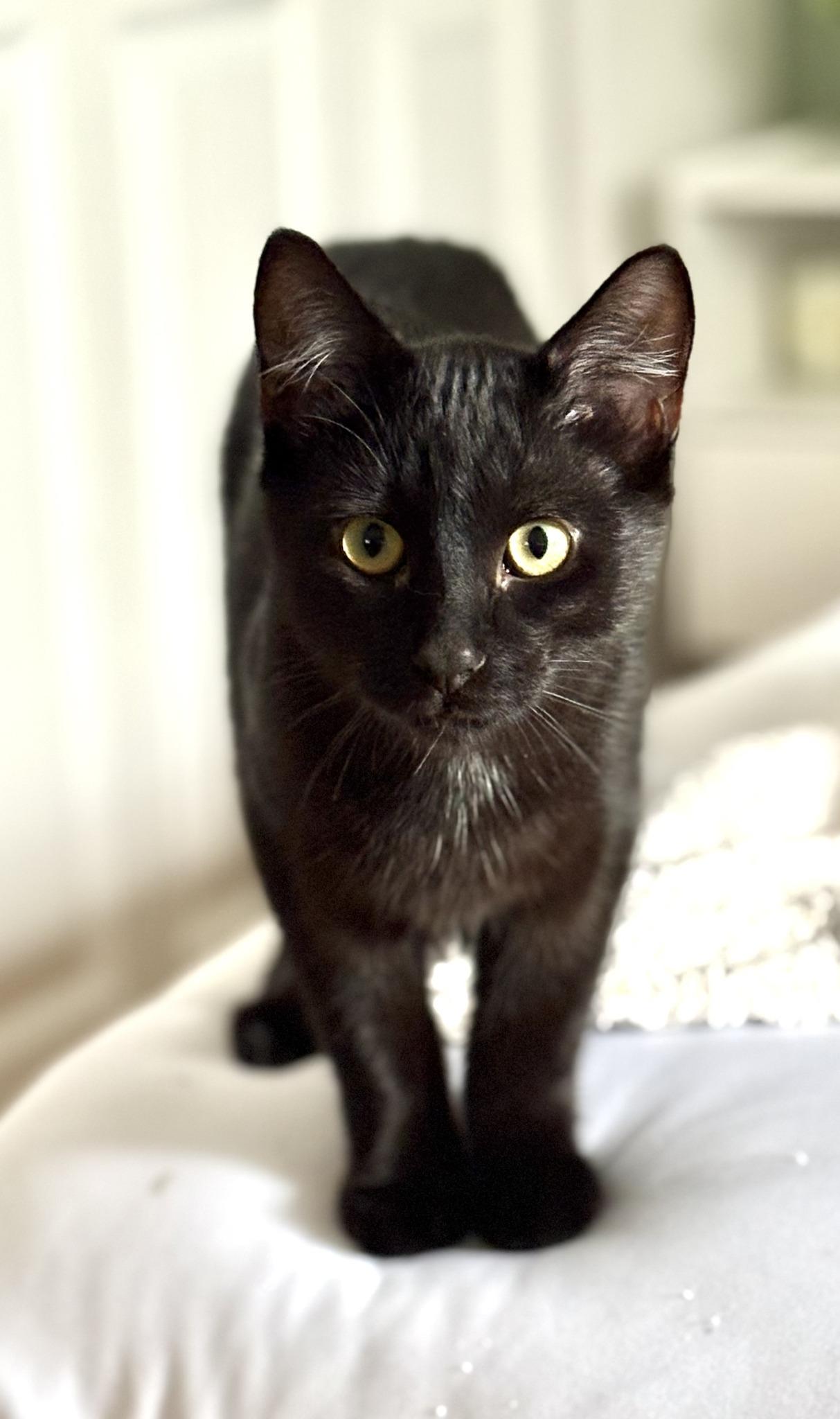 Lune, Adoptable, Young Male Domestic Short Hair.