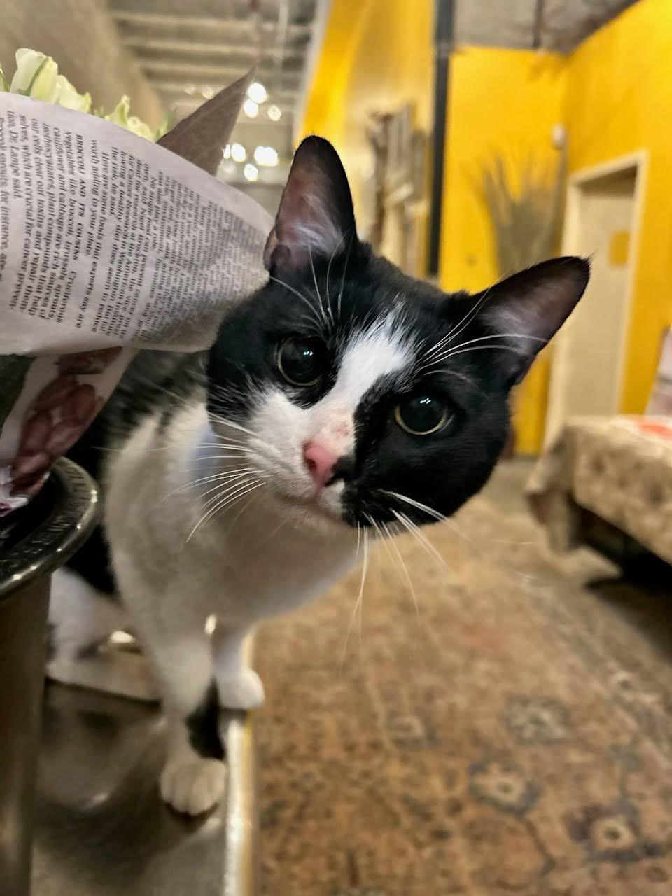 Enlarge Humbug, an adopted American Shorthair in Brooklyn, NY image 1/3