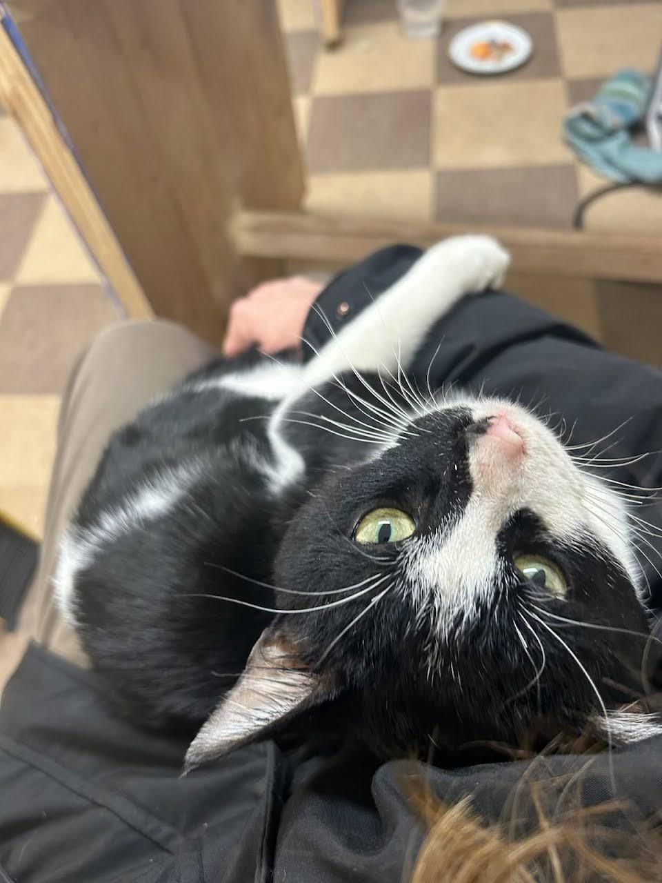 Enlarge Humbug, an adopted American Shorthair in Brooklyn, NY image 3/3