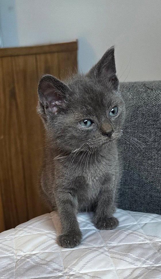 Maurice, Adopted, Kitten Male Domestic Short Hair.