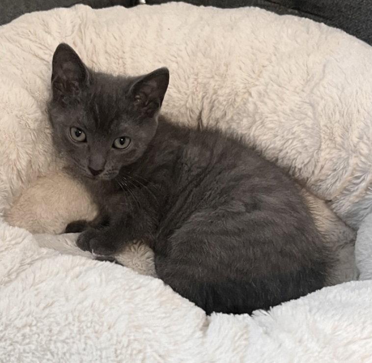 Maurice, a Adopted Domestic Short Hair in Whitehall, PA image 2/3