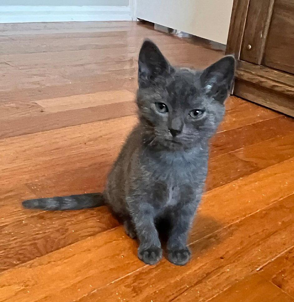 Maurice, a Adopted Domestic Short Hair in Whitehall, PA image 3/3