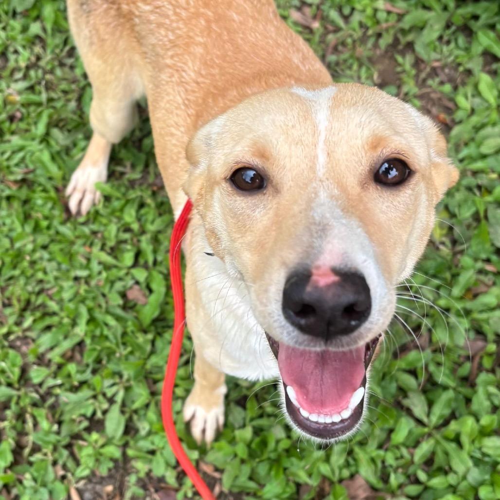 Rory, Adoptable, Young Female Labrador Retriever.