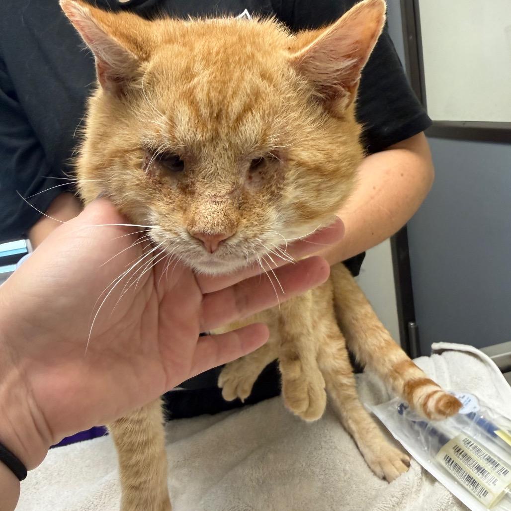 Enlarge Papaw, a Adoptable mixed breed in Red House, WV image 1/1