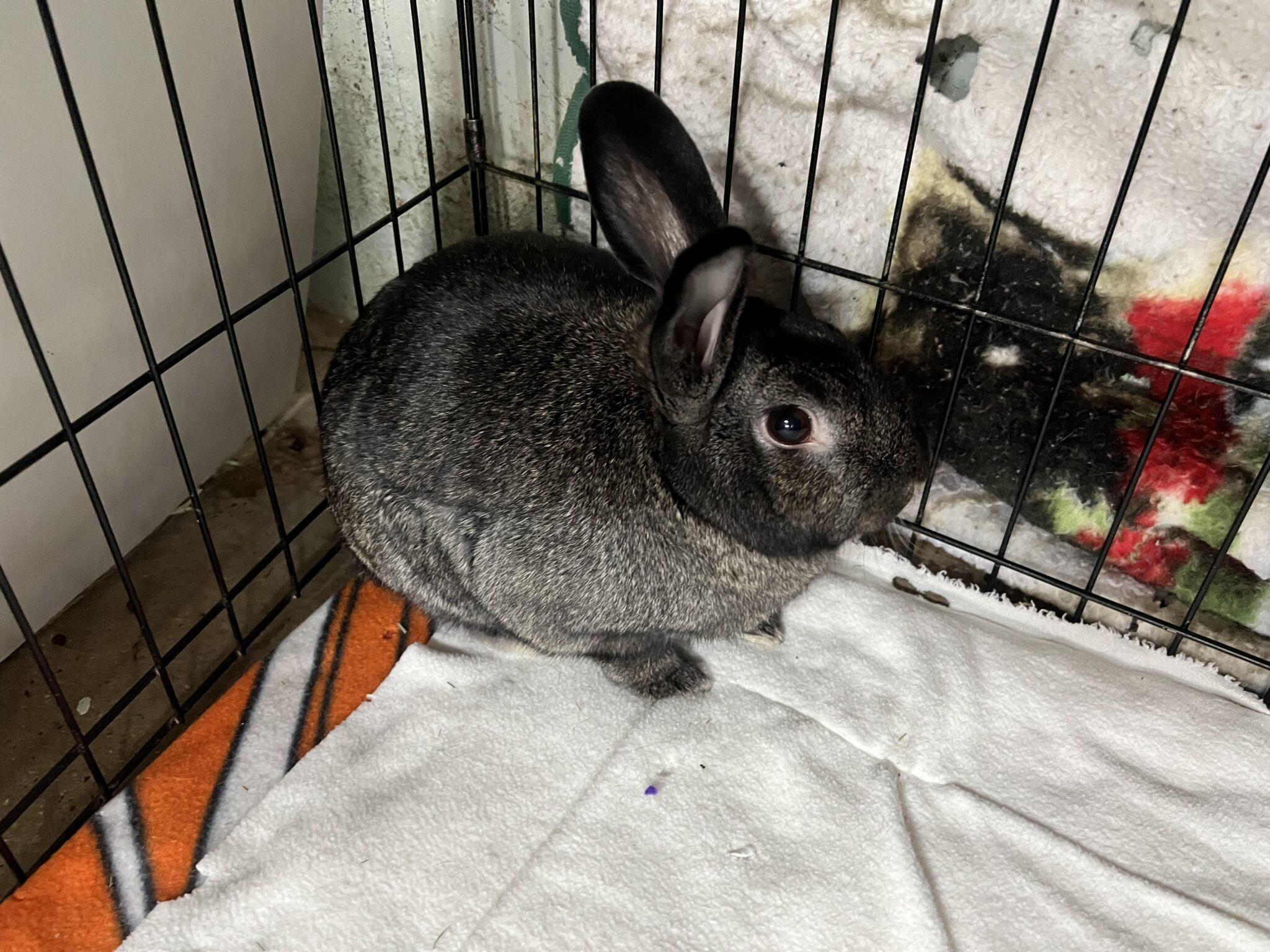 Enlarge Babaloo (PEN 10), an adopted Bunny Rabbit in LAS VEGAS, NV image 1/1