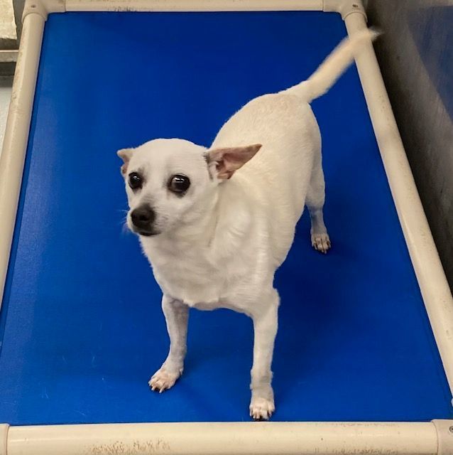 Dog for adoption Jack, a Jack Russell Terrier Mix in Pomona, NY