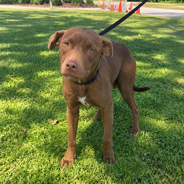 Enlarge Cayenne, a Adoptable mixed breed in Valdosta, GA image 1/1