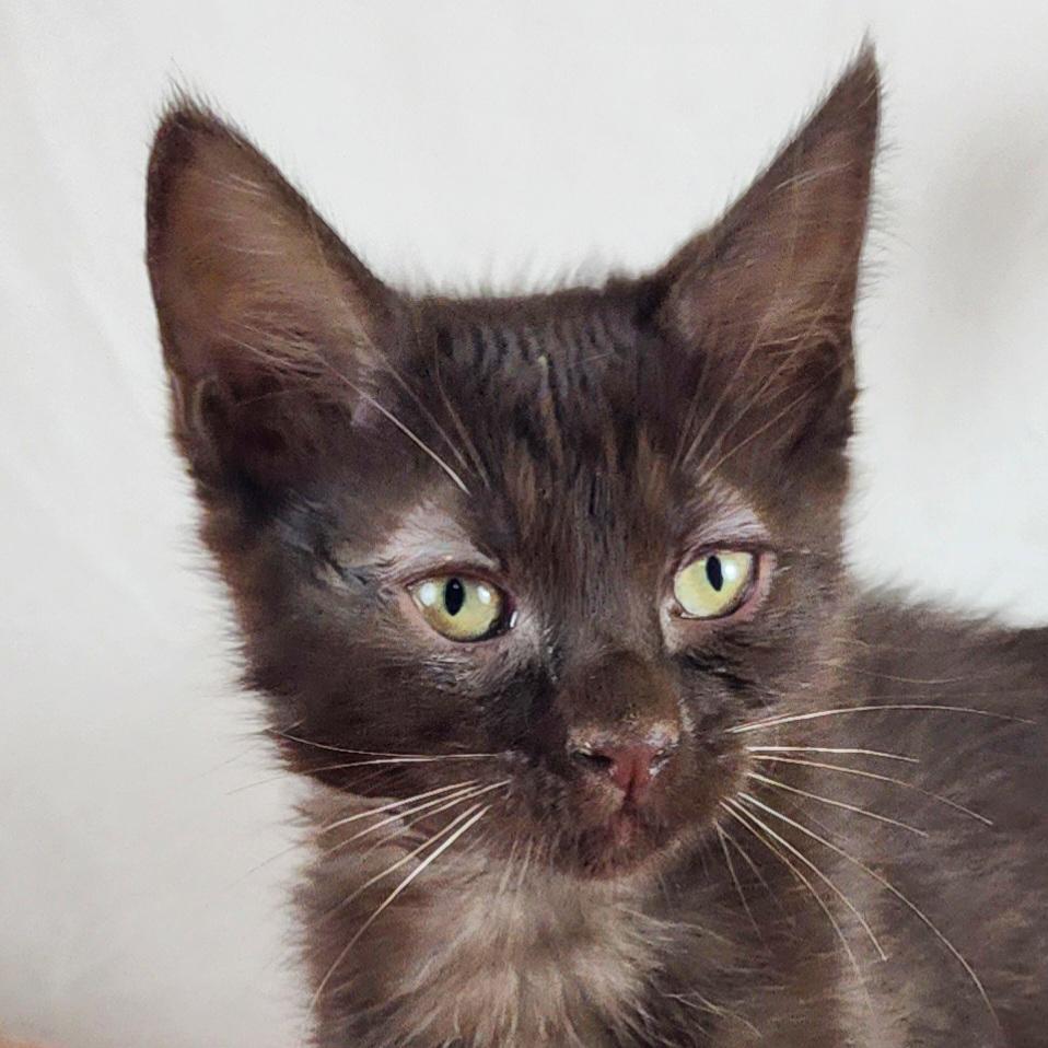 Enlarge Koko, an adopted Domestic Short Hair in New York, NY image 5/6