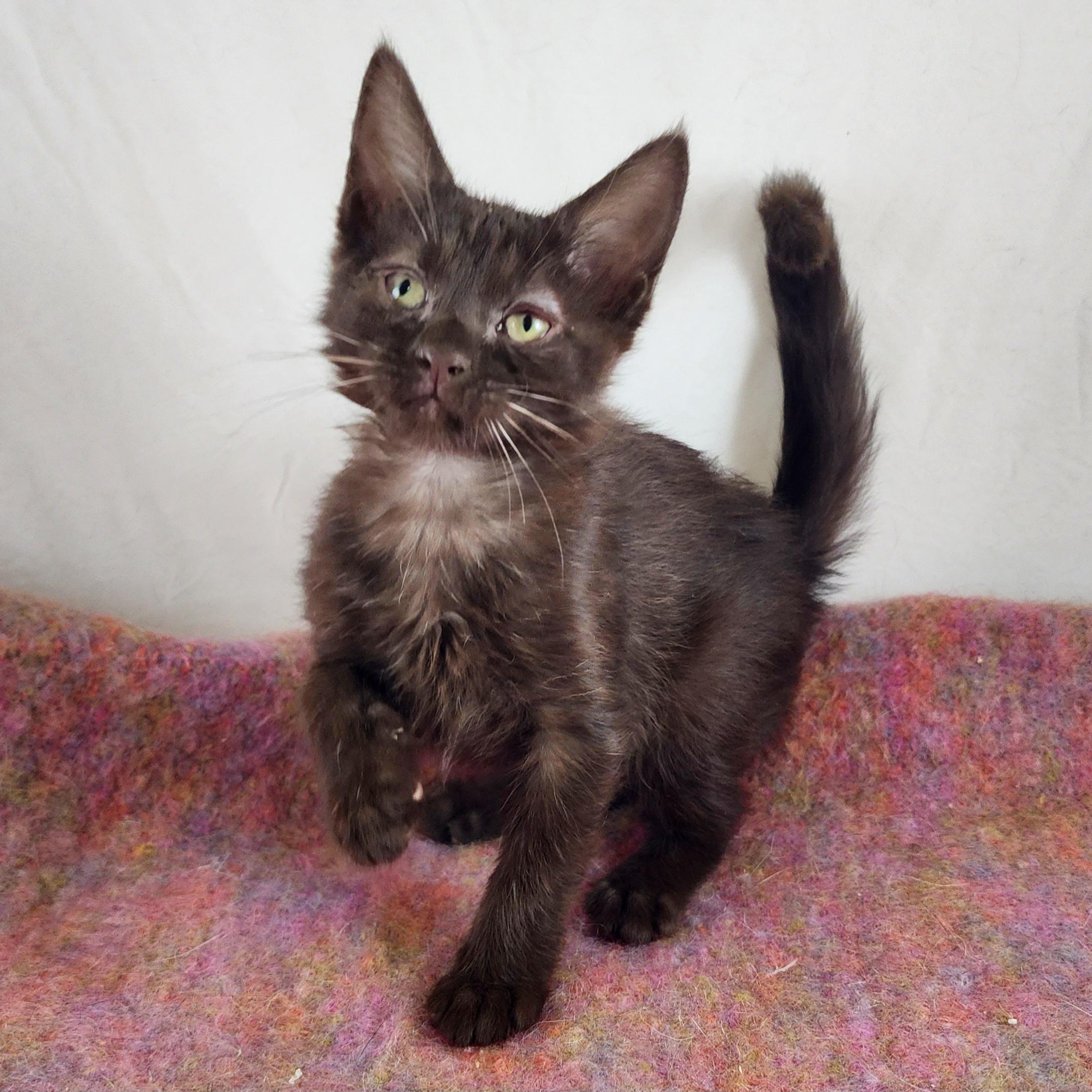 Koko, adopted, Kitten Female Domestic Short Hair.
