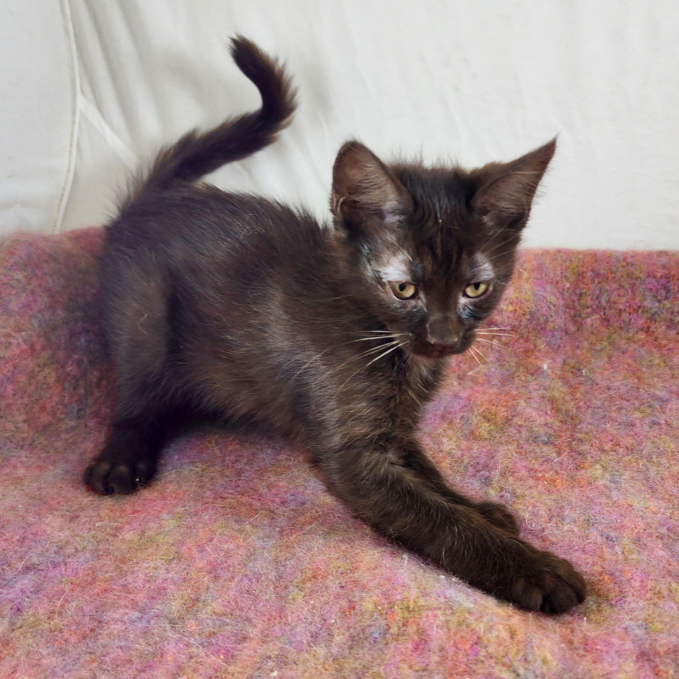 Enlarge Koko, an adopted Domestic Short Hair in New York, NY image 4/6