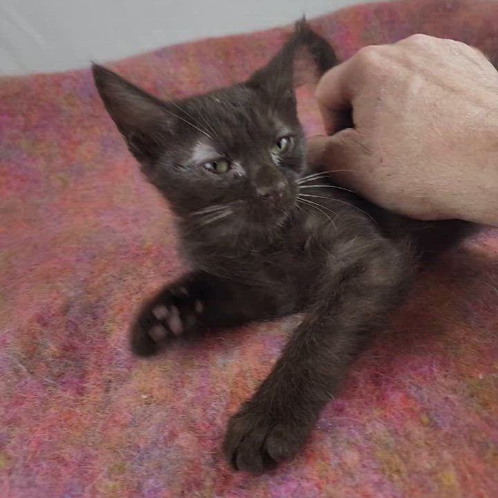 Enlarge Koko, an adopted Domestic Short Hair in New York, NY video 6/6