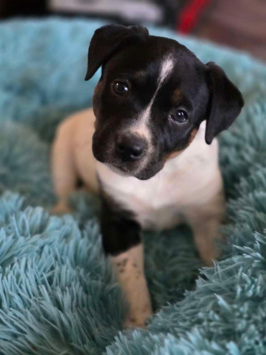 Alex, Adoptable, Puppy Female Pit Bull Terrier & Australian Cattle Dog / Blue Heeler.