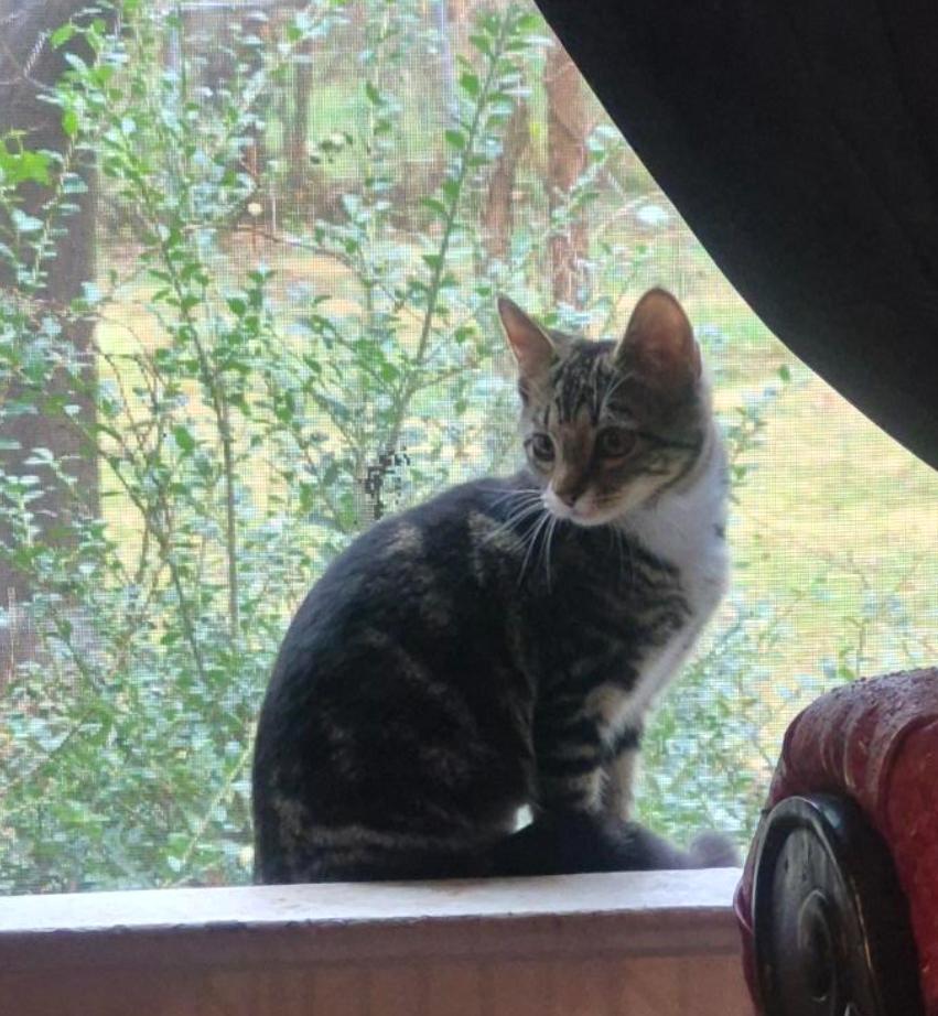 Iona (Sister of Irina), Adoptable, Young Female American Shorthair.