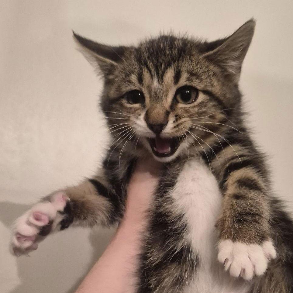 Iona, a Adoptable American Shorthair in Pikesville, MD image 1/3