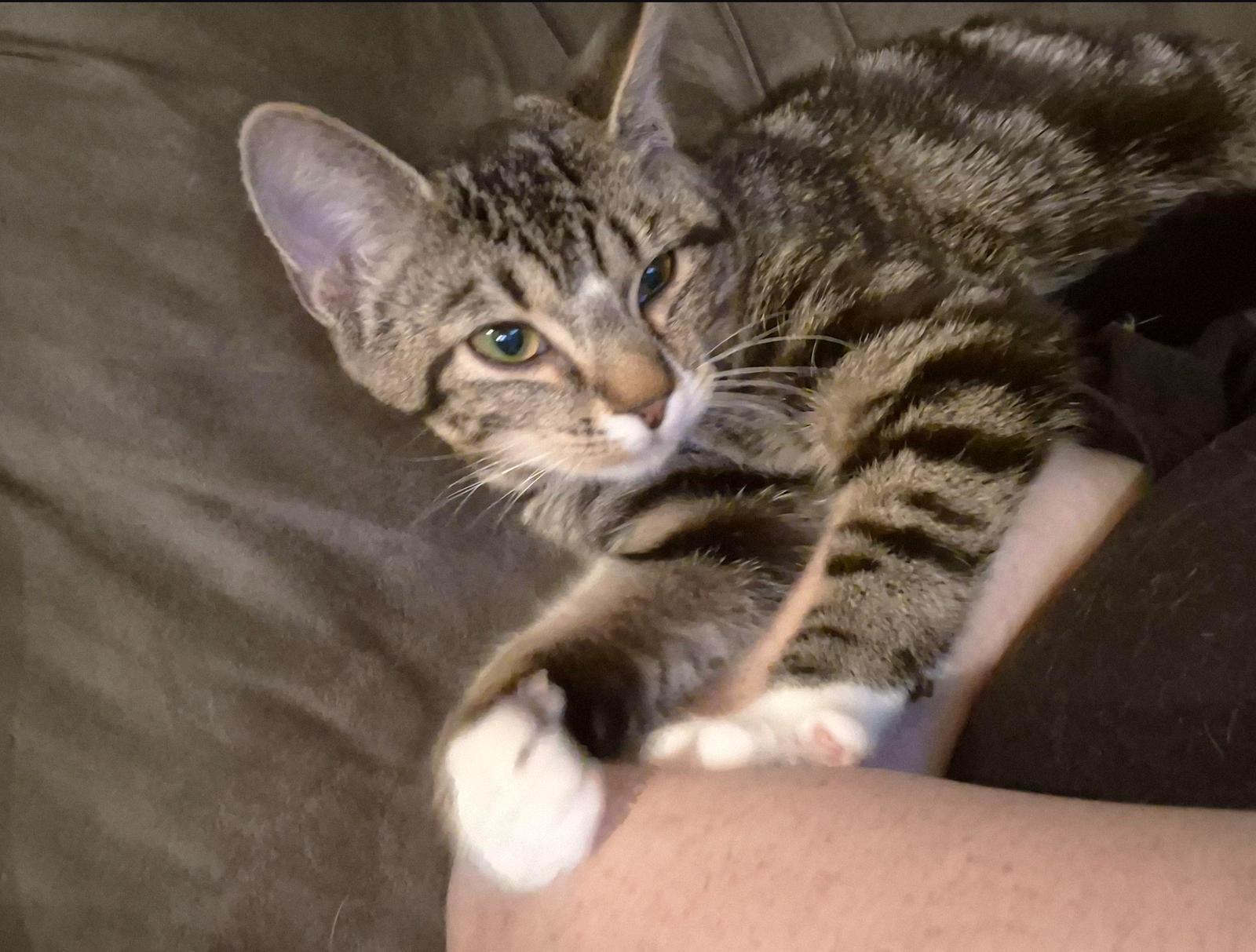 Enlarge Iona (Sister of Irina), a Adoptable American Shorthair in Pikesville, MD image 2/3