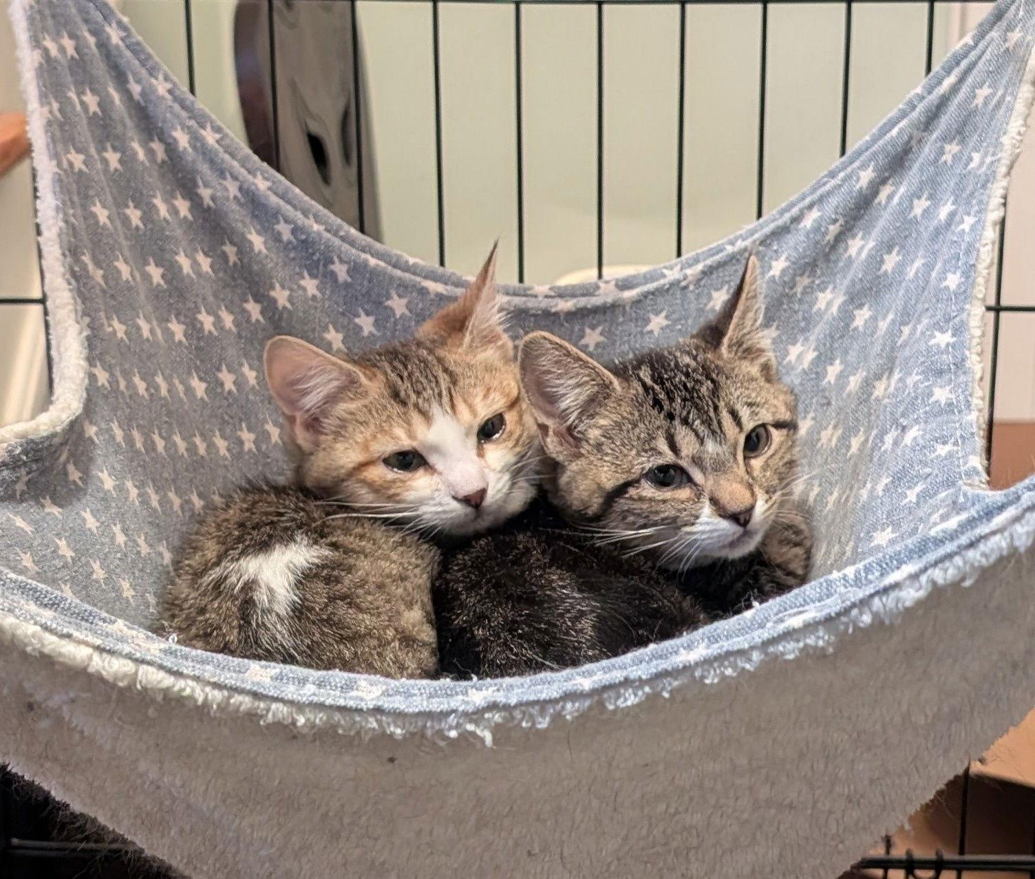 Iona, a Adoptable American Shorthair in Pikesville, MD image 2/3