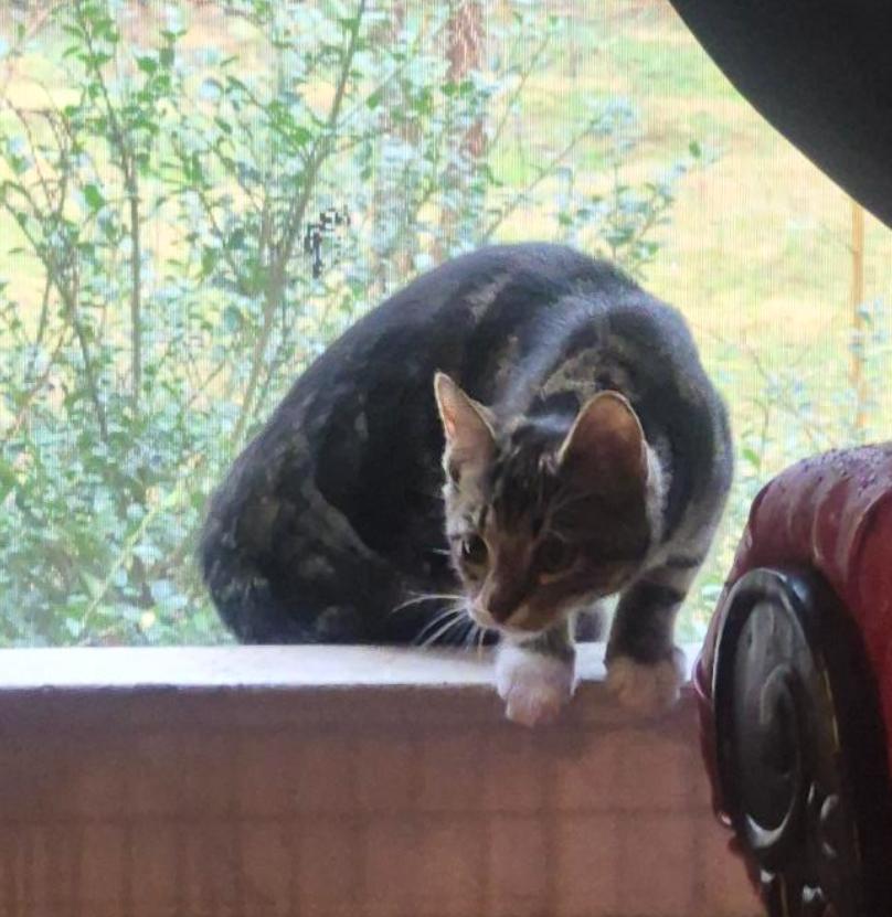 Enlarge Iona (Sister of Irina), a Adoptable American Shorthair in Pikesville, MD image 3/3