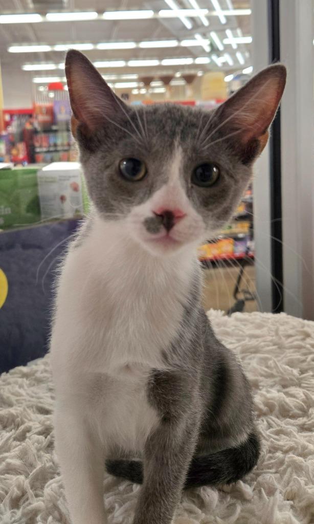 Phoebe, Adoptable, Kitten Female Domestic Short Hair.
