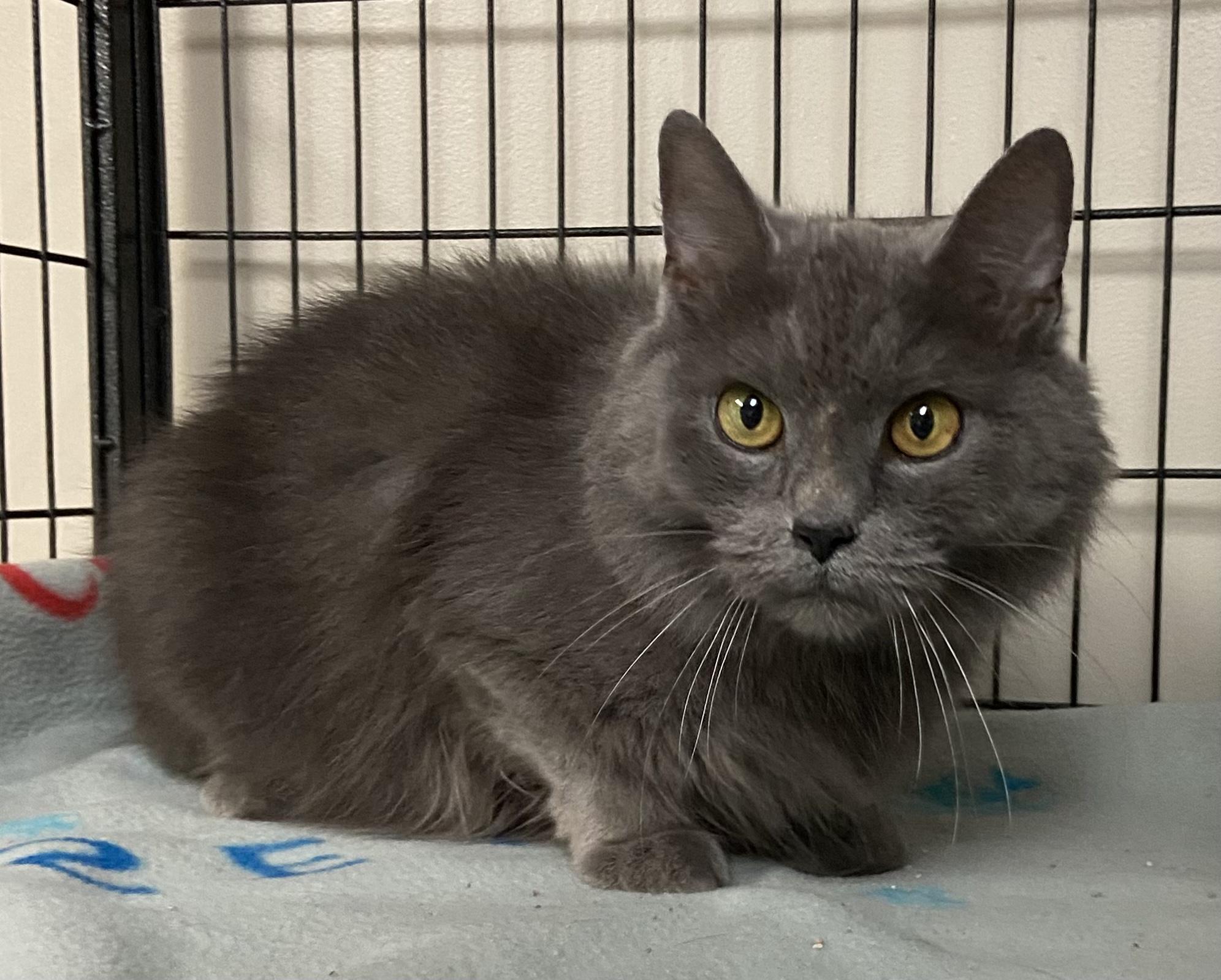 Cinderella, Adoptable, Adult Female Domestic Long Hair.