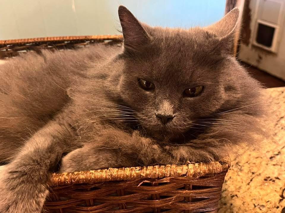 Enlarge Cinderella, a Adoptable Domestic Long Hair in Breinigsville, PA image 2/4