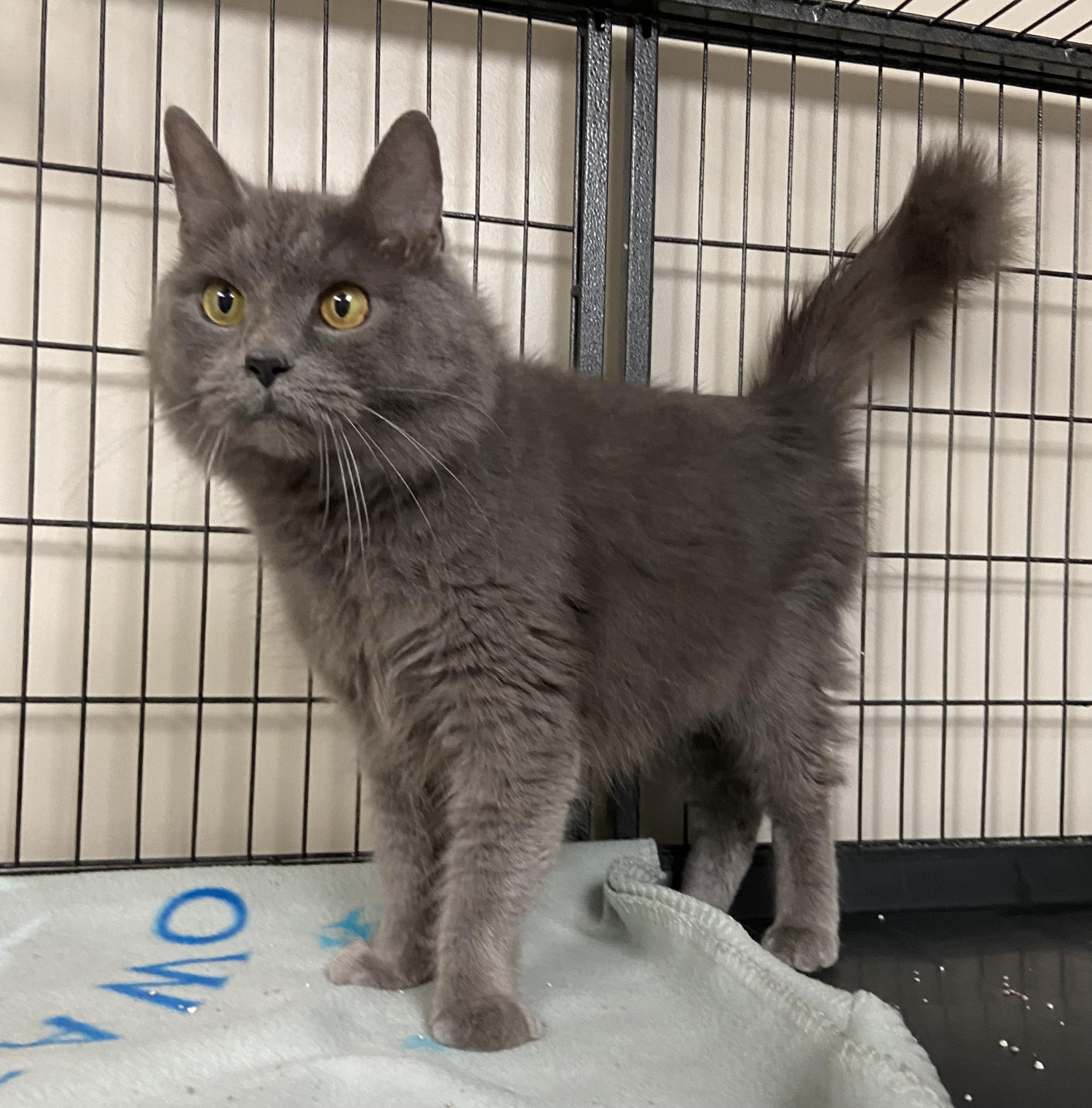 Enlarge Cinderella, a Adoptable Domestic Long Hair in Breinigsville, PA image 4/4