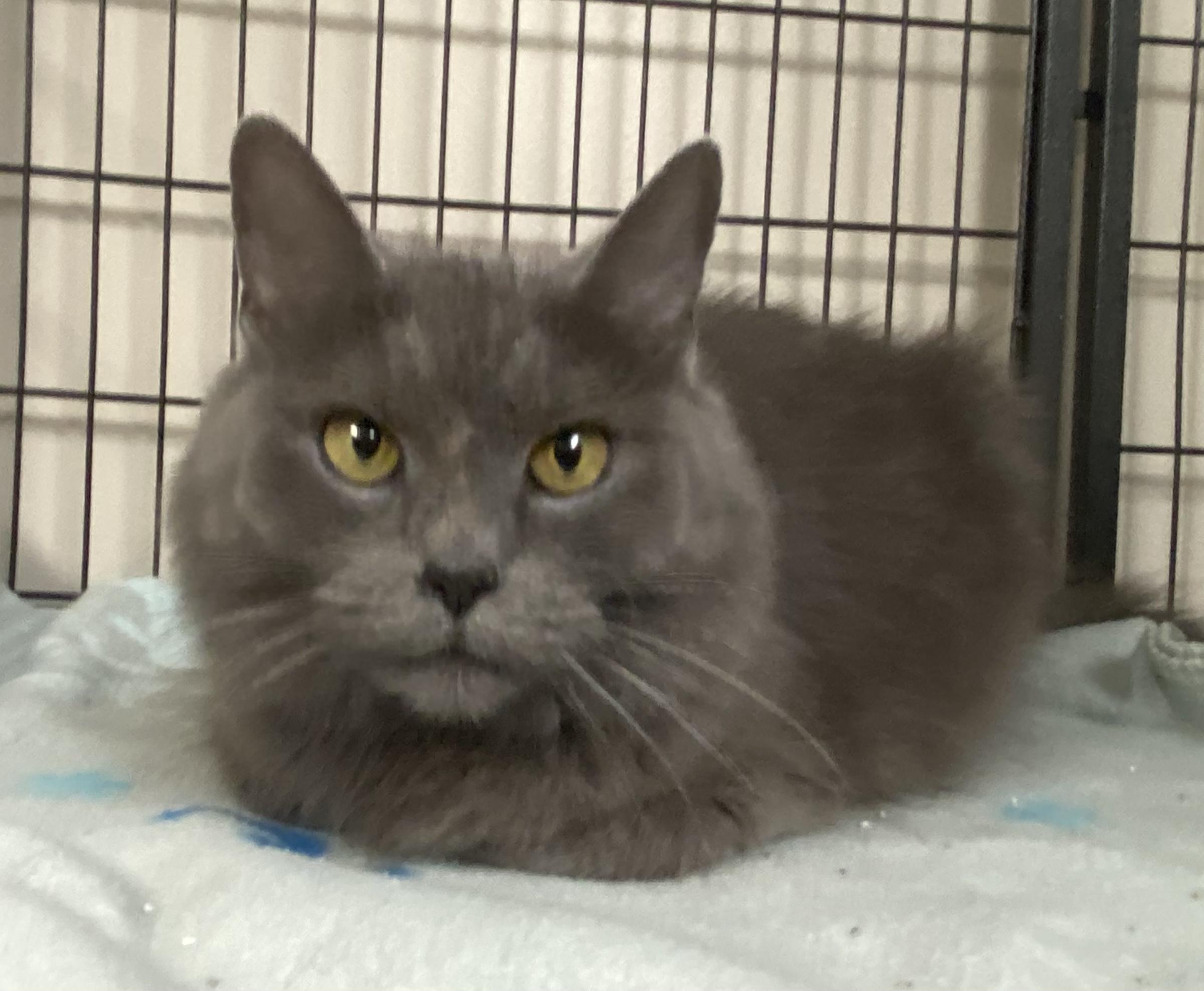 Enlarge Cinderella, a Adoptable Domestic Long Hair in Breinigsville, PA image 3/4