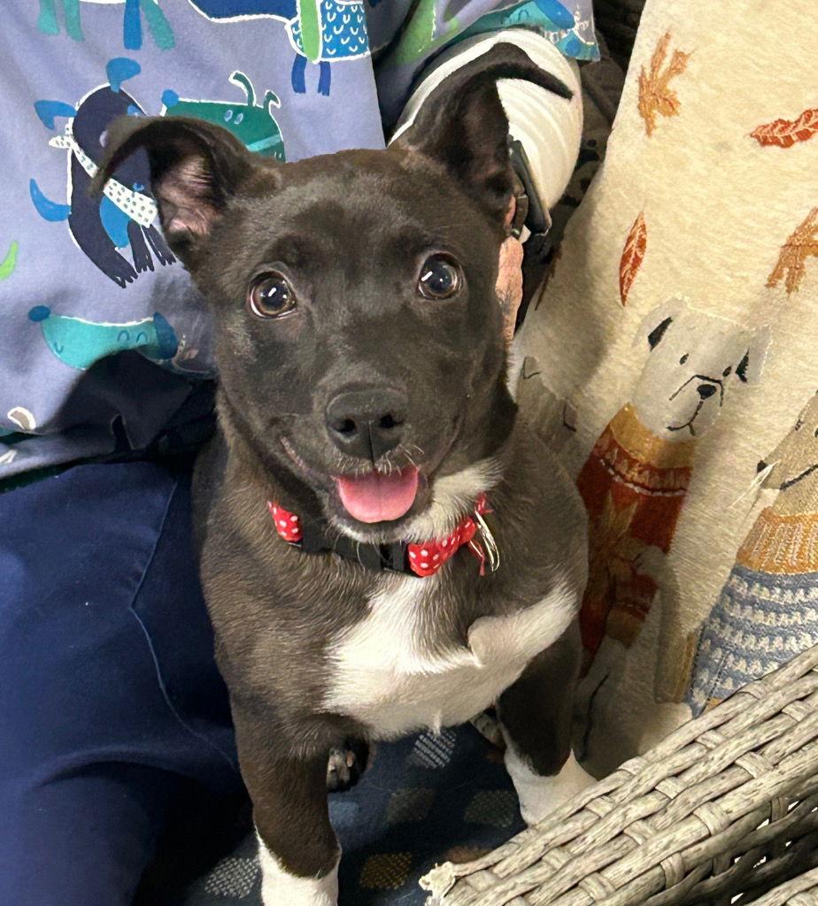 DixieDoodle, Adoptable, Puppy Female Terrier & Mountain Cur.