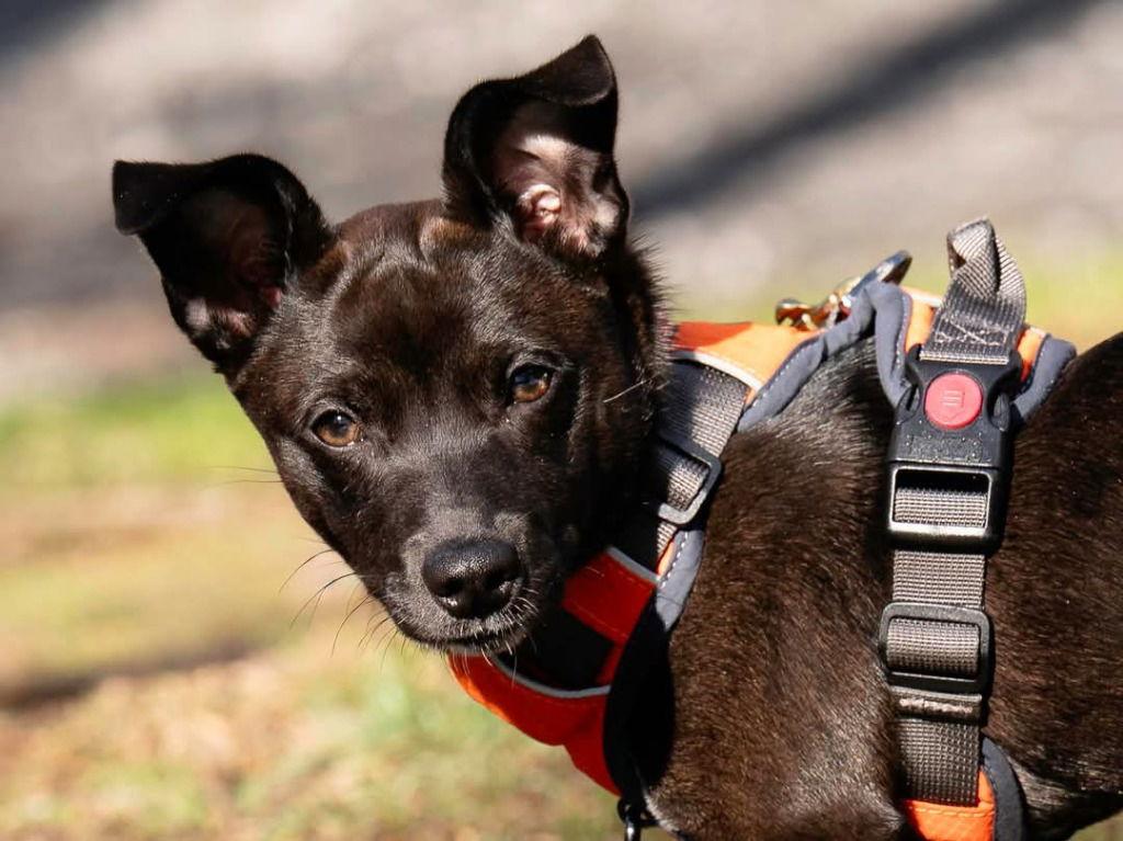 DixieDoodle, Adoptable, Puppy Female Terrier & Mountain Cur.