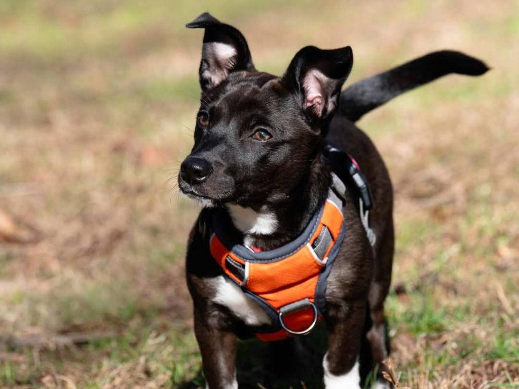 Dixiedoodle thumbnail 3