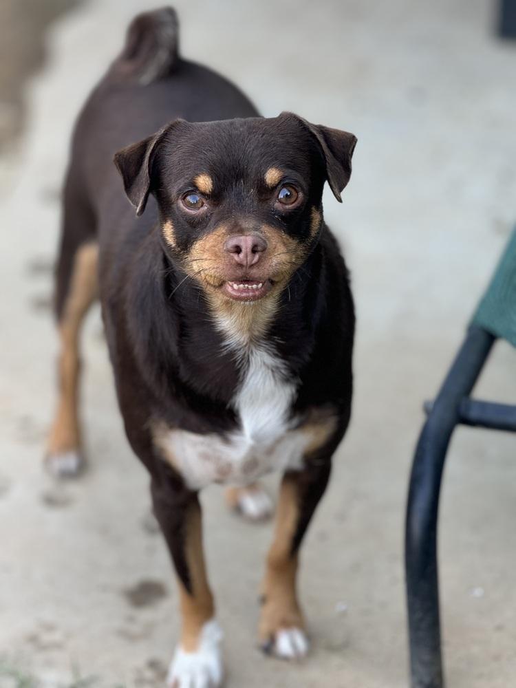 Enlarge JUNIOR, a Adoptable mixed breed in Beaumont, CA image 2/6