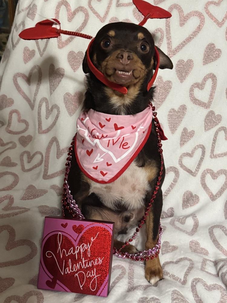 Enlarge JUNIOR, a Adoptable mixed breed in Beaumont, CA image 3/6