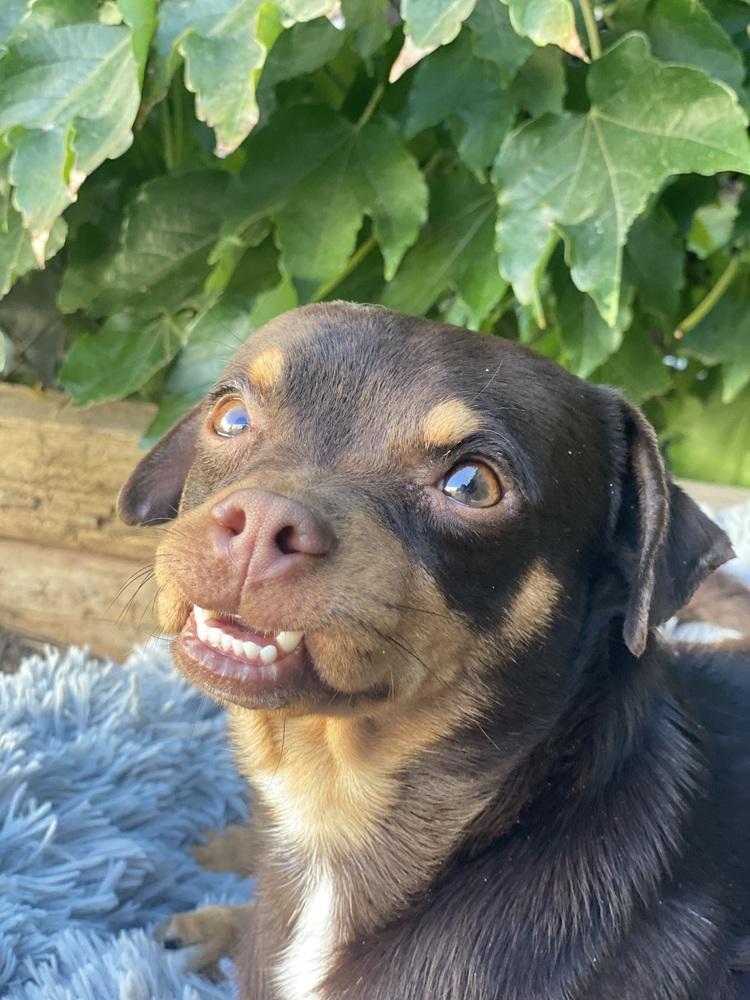 Enlarge JUNIOR, a Adoptable mixed breed in Beaumont, CA image 5/6