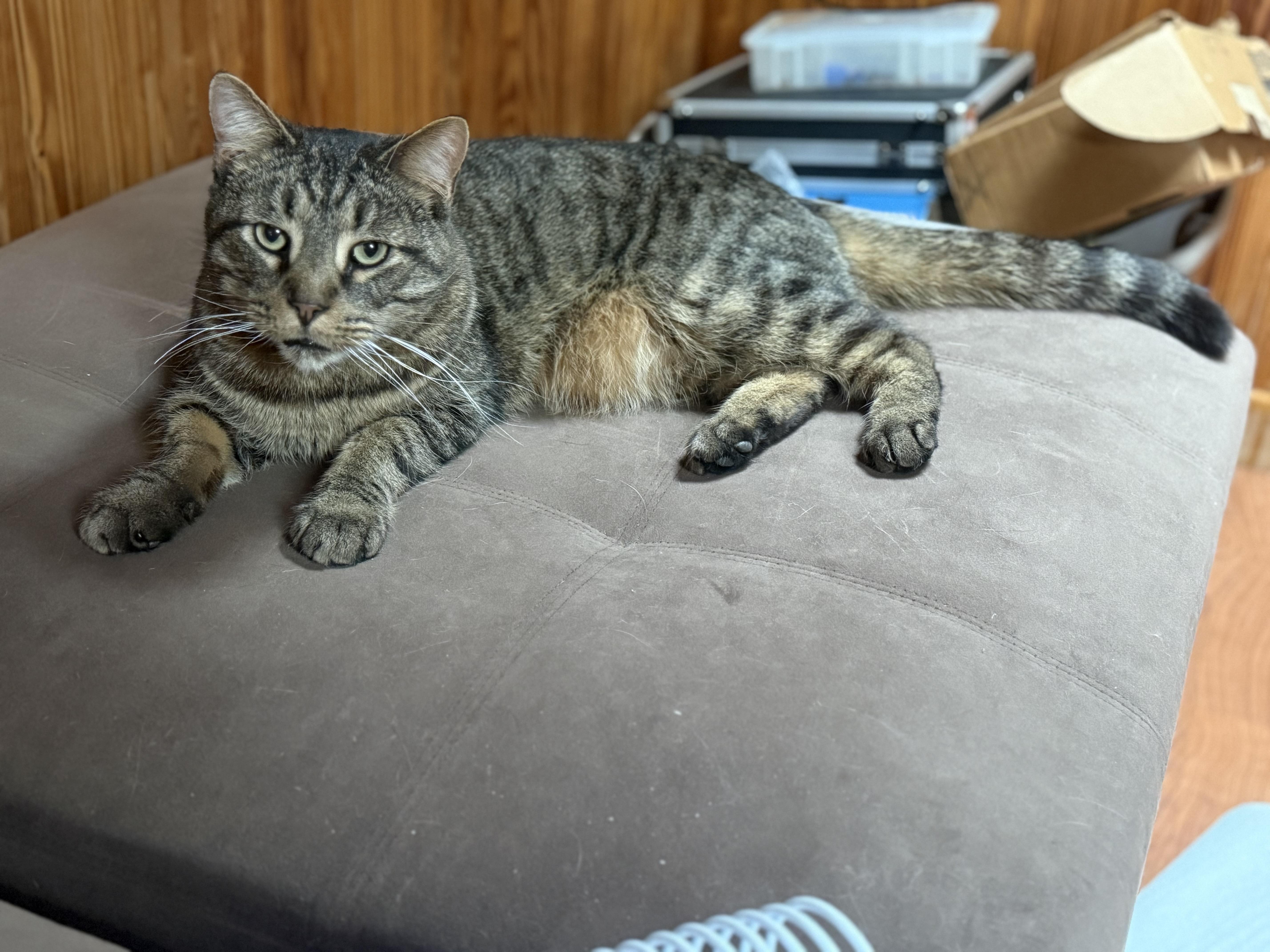 Teddy (Loving Adult Male), an adopted Domestic Short Hair in Lemoyne, PA image 2/4