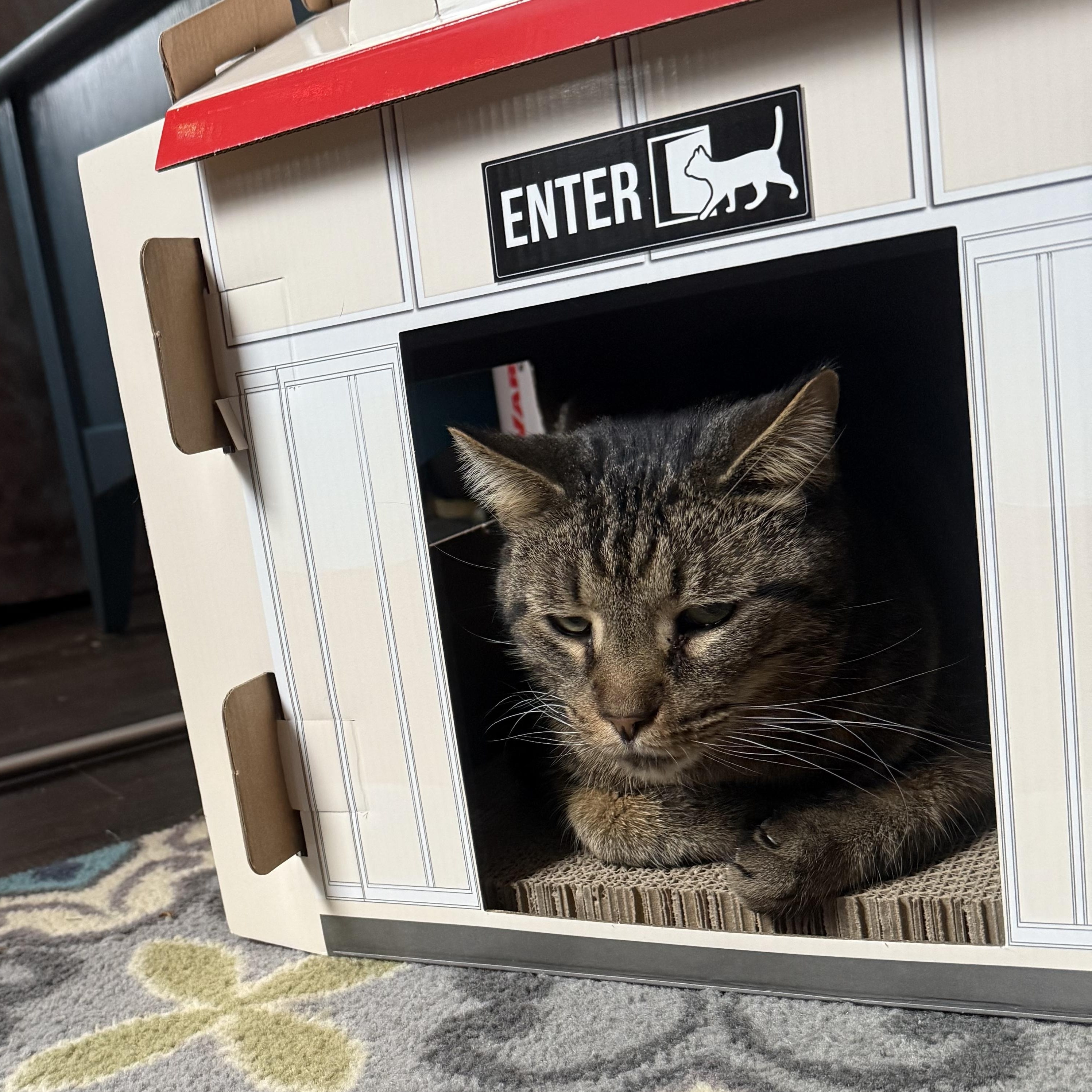 Teddy (Loving Adult Male), an adopted Domestic Short Hair in Lemoyne, PA image 3/4