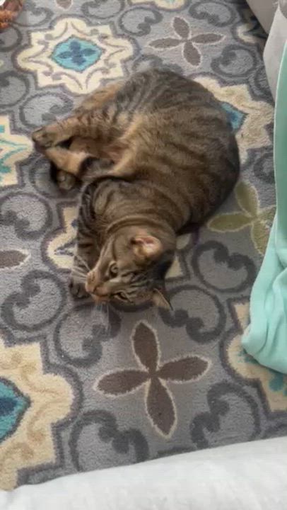 Enlarge Teddy (Loving Adult Male), an adopted Domestic Short Hair in Lemoyne, PA video 4/4