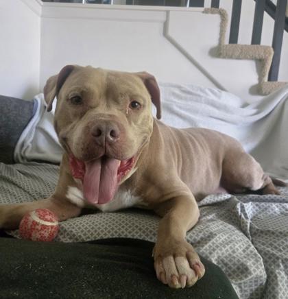Doc Hudson, Adoptable, Senior Male Pit Bull Terrier & Mixed Breed.