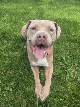 Doc Hudson, a Adoptable mixed breed in Kansas City, MO image 2/3