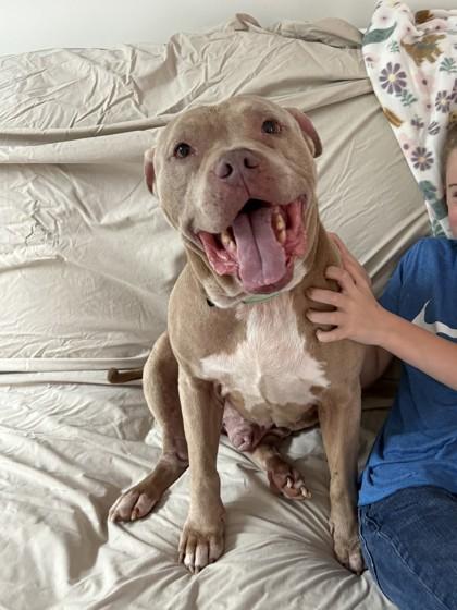 Doc Hudson, a Adoptable mixed breed in Kansas City, MO image 3/3